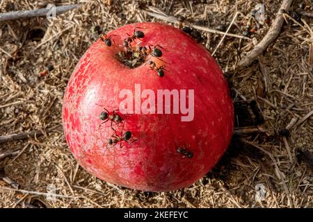 anthill et une pomme attaquée par des fourmis Banque D'Images