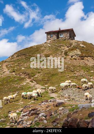 Les moutons se broutent sous l'abri de montagne au col de Timmelsjoch - Passo del Rombo - qui relie les Tyrol en Autriche et en Italie Banque D'Images