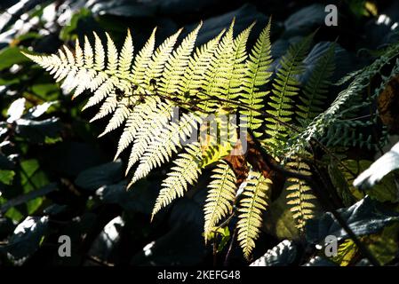 fern feuilles au soleil Banque D'Images