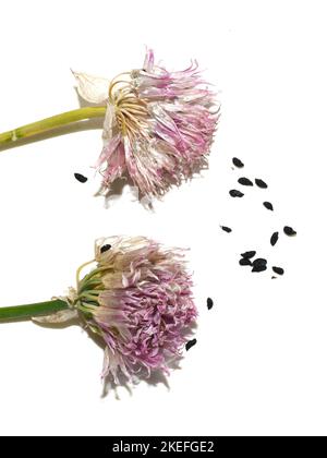 Fleurs et graines décolorées de la ciboulette allium schoenoprasum isolée sur fond blanc Banque D'Images