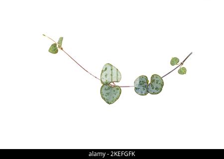 Feuille en forme de cœur d'une plante de bois de ceropegia sur fond blanc Banque D'Images