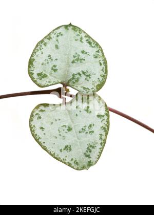 Feuille en forme de cœur d'une plante de bois de ceropegia sur fond blanc Banque D'Images