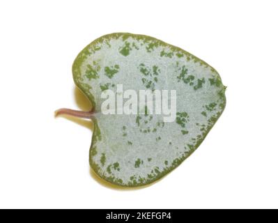 Feuille en forme de cœur d'une plante de bois de ceropegia sur fond blanc Banque D'Images