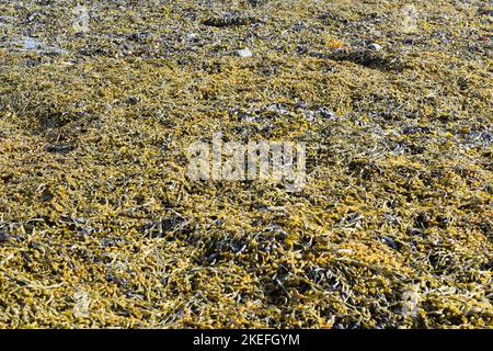 Région de grandes algues brunes Ascophyllum nodosum varech nouée Banque D'Images