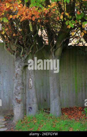 Huggers d'arbre - deux arbres qui grandissent étroitement pour donner l'apparence qu'ils embrassent! Banque D'Images