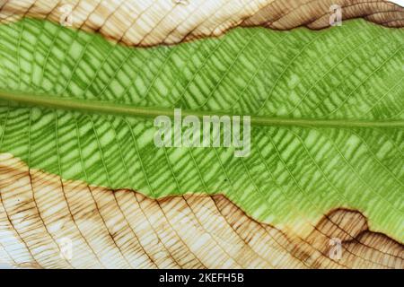 Feuille de mosaïque verte de Calathea musaica avec bords brun mort Banque D'Images