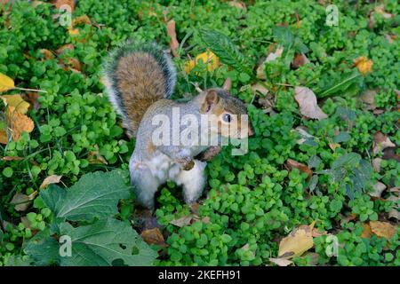 Écureuil gris debout dans le parc Monza Italie Banque D'Images