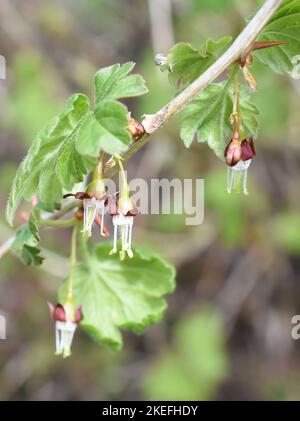 Brousse de groseilles à maquereau Ribes uva-crispa floraison au printemps Banque D'Images