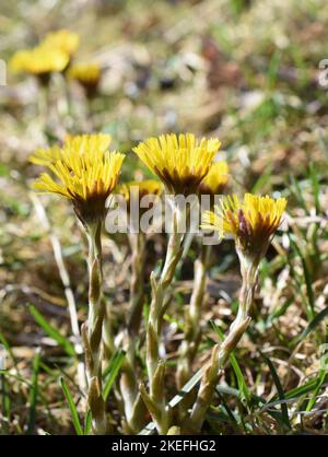 Coltsfoot Tussilago farfara fleurit au début du printemps Banque D'Images