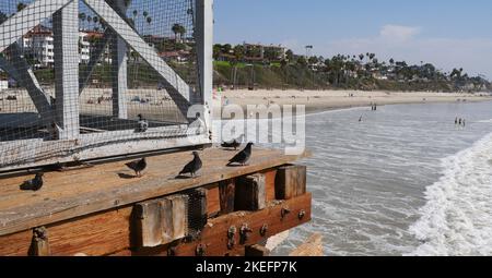 Pigeons sur la jetée de San Clemente dans le comté d'Orange, en Californie Banque D'Images