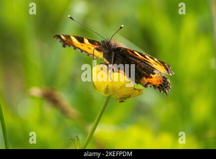 Tête sur l'image d'un petit papillon tortoiseshell (Aglais urticae) nourrissant d'une fleur de Buttercup (Ranunculus repens) en été. Banque D'Images