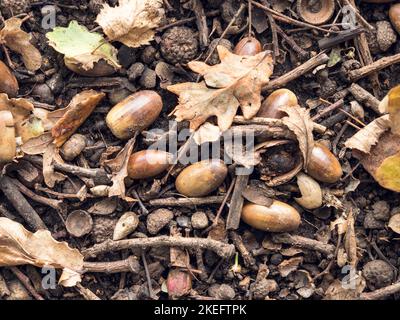 Des glands et des feuilles de chêne tombés sur un sol boisé Banque D'Images