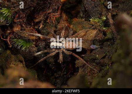 Un gros cliché de l'araignée mâle du loup brûlé sur un bois de mousse Banque D'Images