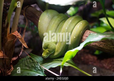 Green Tree python Banque D'Images