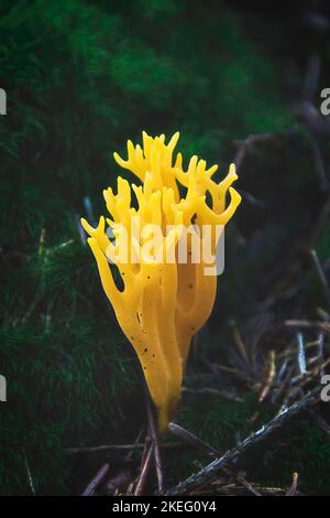 Prob. Stagshorn. JauneCalocera viscosa mousse et bois mort Banque D'Images