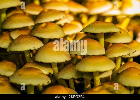 La Brimstone à feuilles vertes, Hypholoma fasciculare, tête de soufre touffeté, de nombreux champignons jaunes Banque D'Images