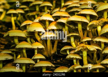 La Brimstone à feuilles vertes, Hypholoma fasciculare, tête de soufre touffeté, de nombreux champignons jaunes Banque D'Images