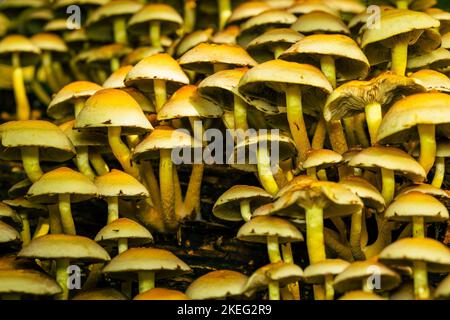 La Brimstone à feuilles vertes, Hypholoma fasciculare, tête de soufre touffeté, de nombreux champignons jaunes Banque D'Images