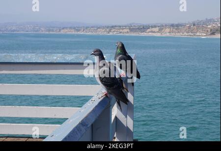 Pigeons sur la jetée de San Clemente dans le comté d'Orange, en Californie Banque D'Images