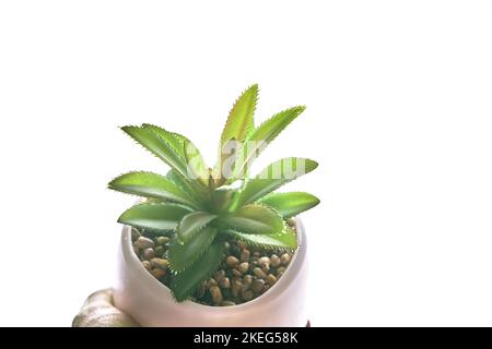 La main d'une femme tient un pot avec une plante. Gros plan d'un succulent vert dans un pot rond, mis en évidence sur un fond blanc isolé. Une maison à la mode avec des pierres de sable et un espace de copie. Haute qualité Banque D'Images