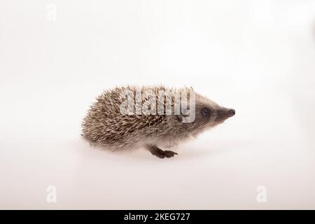 Un petit hérisson mignon photographié sur un fond blanc - studio tourné , profil Banque D'Images