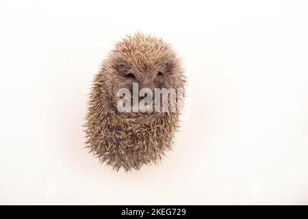 Un petit hérisson mignon photographié sur fond blanc Banque D'Images