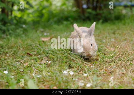 Joli joli joli joli petit lapin décoratif. Lapin sur fond d'herbe verte. Lapin de Pâques. Maison décoration lapin extérieur. Joli petit lapin. Symbole de Pâques et Banque D'Images