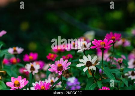 Grand Or et Bourgogne Coreopsis Tinctoria fleurs sauvages dans le jardin automnal Banque D'Images