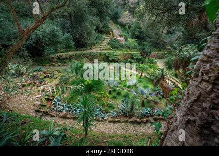 Jardin mexicain au parc et palais de Monserrate - Sintra, Portugal Banque D'Images