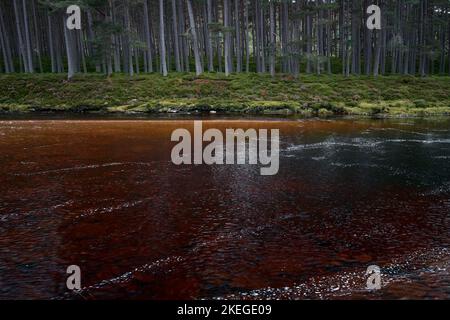 Vue d'automne sur la rivière et la forêt de pins sur la rive. La belle couleur marron de l'eau des rivières Scotch. Bannière vacances voyage vacances. Rivière Dee dans les Cairngorms, Highlands, Écosse. Banque D'Images