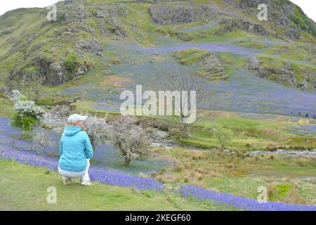 Tourist vous offre une vue imprenable sur la vallée du Lake District avec des tapis de cloches fleuris. Banque D'Images