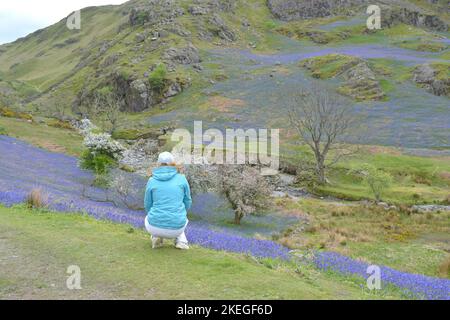 Tourist vous offre une vue imprenable sur la vallée du Lake District avec des tapis de cloches fleuris. Banque D'Images