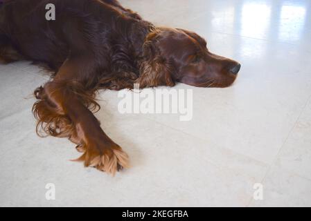 Le chien de garde irlandais repose sur le sol de la cuisine. Banque D'Images