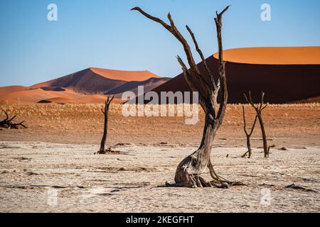 Un arbre Vachellia erioloba mort à Deadvlei, dans le parc Namib-Naukluft, en Namibie, avec des dunes rouges en arrière-plan Banque D'Images