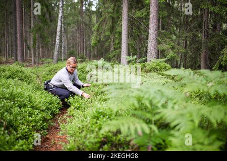 Une femme caucasienne collectant des bleuets sur le terrain Banque D'Images