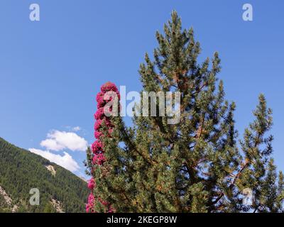 Sommet d'un sapin flanqué de la pointe d'un arbre aux fleurs roses. Banque D'Images