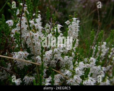 Photos de fleurs sauvages trouvées dans les montagnes galloises du parc national de Snowdonia Banque D'Images