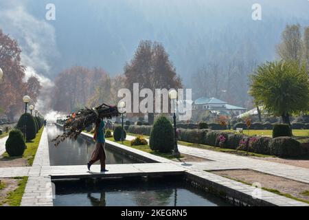 Une femme cachemiri est vue porter du bois de feu lorsqu'elle marche le long du jardin à Verinag, à environ 85kms au sud-est de Srinagar, la capitale estivale de Jammu & Cachemire. Banque D'Images