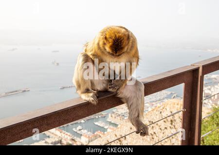 Singe macaque de Barbarie aux soldats de nettoyage des singess' Den, réserve naturelle d'Upper Rock, Gibraltar Banque D'Images