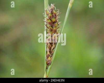 Photos de fleurs sauvages trouvées sur terrain humide et marécageux. Les tourbières blanchets sont un écosystème commun dans l'environnement gallois Banque D'Images