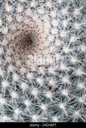 Gros plan vertical d'un cactus épineux Banque D'Images