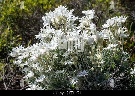 Fleur de Flannel d'origine australienne en fleurs Banque D'Images