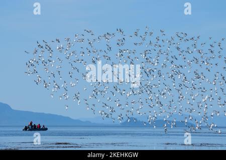 États-Unis, Alaska, près de Brother's Island. Grand troupeau de Surfbirds (Aphriza virgata) avec zodiaque. Banque D'Images