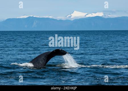 États-Unis, se Alaska, près de Sail Island. Baleine à bosse (Megaptera novaeangliae) montrant la queue. Banque D'Images