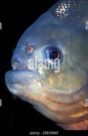 Piranha à ventre rouge, Serrasalmus nattereri Banque D'Images