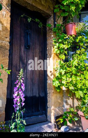 Foxglove adoucit la porte en bois massive sur le Mid-Summer Cottage à Broadway, en Angleterre. Banque D'Images