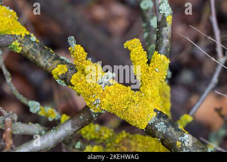 Xanthoria parietina, lichen orange commun sur le foyer sélectif de fermeture de branche Banque D'Images