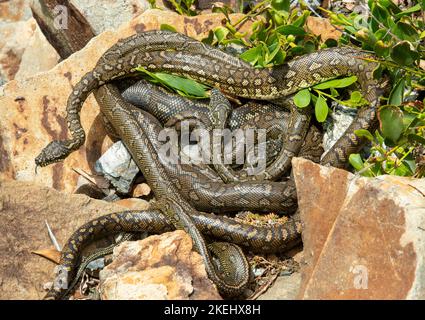 Serpents python tapis se produisant à Urunga, Nouvelle-Galles du Sud, Australie. Banque D'Images