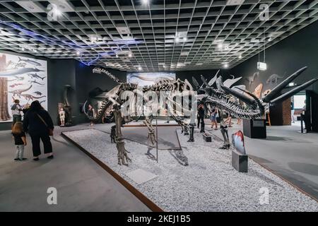 26 juillet 2022, Musée d'Histoire naturelle de Munster, Allemagne : exposition de terrifiants squelettes de dinosaures de la période jurassique et crétacée Banque D'Images