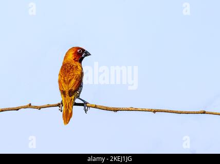 Un Scadally Munia reposant sur une branche d'une brousse Banque D'Images